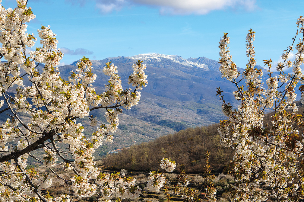 Valle del Jerte