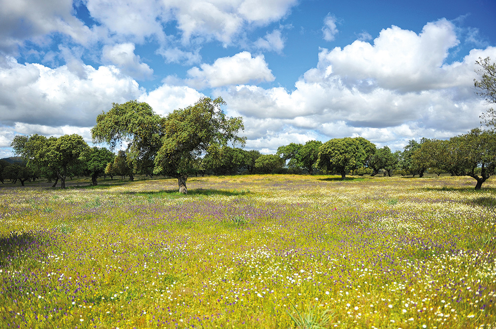 Dehesa en primavera, Extremadura